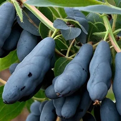 саженцы жимолости