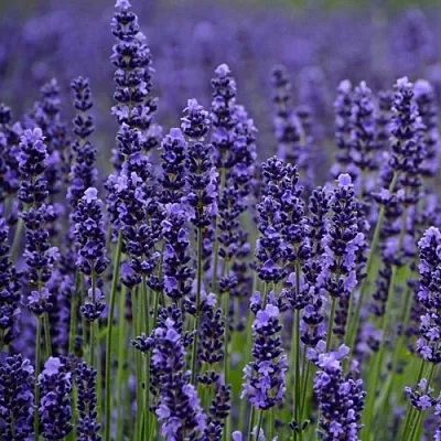 Лаванда МАНСТЕД узколистная  Лаванда МАНСТЕД узколистная в Воронеже