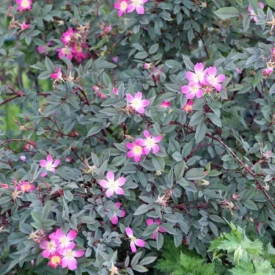 Саженцы роз сизая — описание сорта Саженцы роз сизая в Воронеже