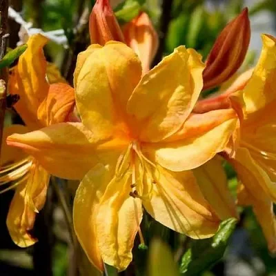 Азалия ГОЛДЕН ЛАЙТС листопадная  Азалия ГОЛДЕН ЛАЙТС листопадная в Воронеже