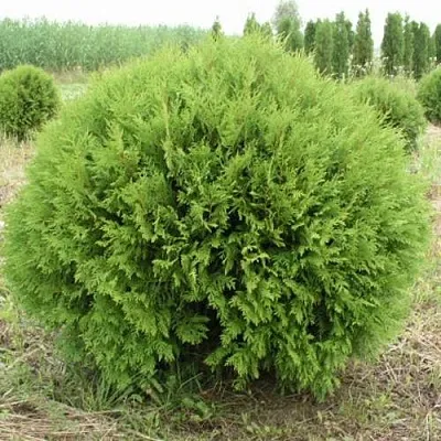 Туя ГЛОБОЗА западная в Воронеже