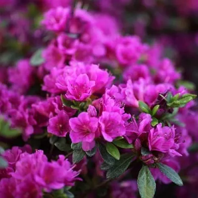 Азалия ГЕЙША ПЕРПЛ японская  Азалия ГЕЙША ПЕРПЛ японская в Воронеже