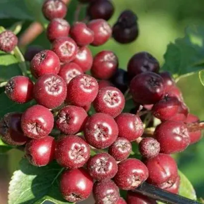 Рябина БУРКА сладкоплодная в Воронеже