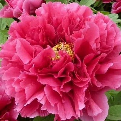 Пион КОРОЛЕВСКИЙ ЦВЕТОК древовидный  Пион КОРОЛЕВСКИЙ ЦВЕТОК древовидный в Воронеже