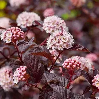 Пузыреплодник АНДРЕ   Пузыреплодник АНДРЕ  в Воронеже