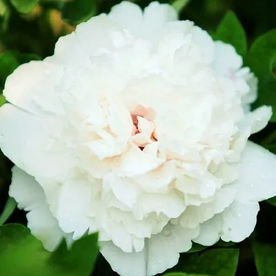 Пион СНЕЖНАЯ КРЕПОСТЬ древовидный  Пион СНЕЖНАЯ КРЕПОСТЬ древовидный в Воронеже