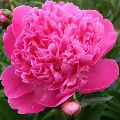 Пион ЭДУЛИС СУПЕРБА травянистый  Пион ЭДУЛИС СУПЕРБА травянистый в Воронеже