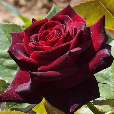 Саженцы роз БЛЭК БАККАРА чайно-гибридная в Воронеже