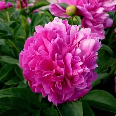 Пион ФЕЛИКС КРАУССЕ травянистый  Пион ФЕЛИКС КРАУССЕ травянистый в Воронеже