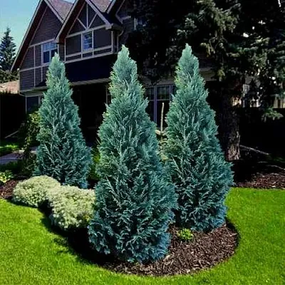 Кипарисовик ВАН ПЕЛЬТС БЛЮ лавсона  Кипарисовик ВАН ПЕЛЬТС БЛЮ лавсона в Воронеже