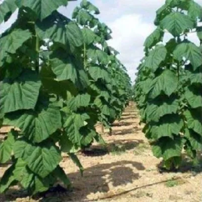 Павлония ПАО ТОГН Z07 в Воронеже