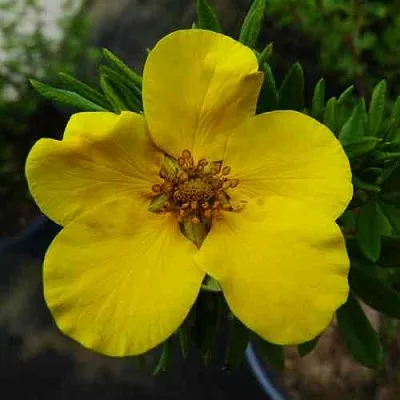 Лапчатка ГОЛДФИНГЕР кустарниковая  Лапчатка ГОЛДФИНГЕР кустарниковая в Воронеже