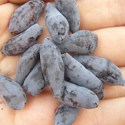 Жимолость съедобная ЧУЛЫМСКАЯ в Воронеже