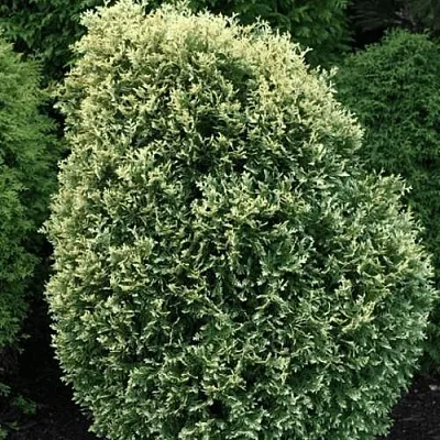 Туя ЛИТОМИШИЛ западная в Воронеже