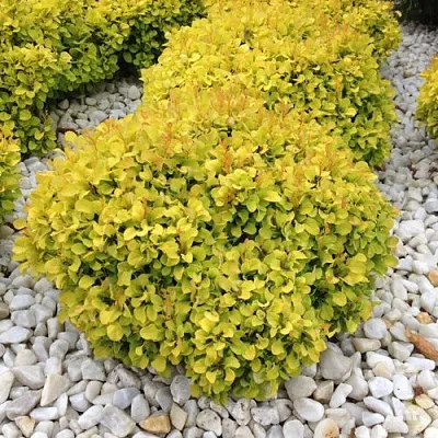 Барбарис БОНАНЗА ГОЛД тунберга  Барбарис БОНАНЗА ГОЛД тунберга в Воронеже