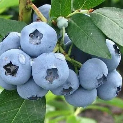 Голубика БЛЮЭТТА в Воронеже