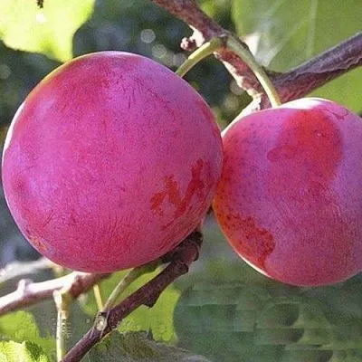 Слива ДЕЛИКАТНАЯ в Воронеже