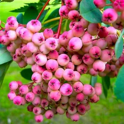 Рябина ПИНК сладкоплодная  Рябина ПИНК сладкоплодная в Воронеже