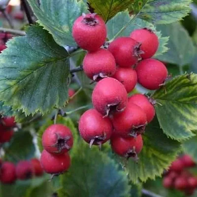 Боярышник АРНОЛЬДА  Боярышник АРНОЛЬДА в Воронеже