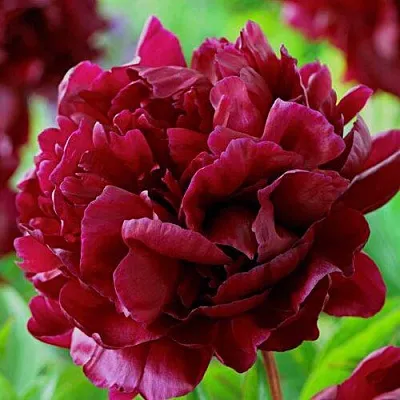 Пион АРМАНИ травянистый  Пион АРМАНИ травянистый в Воронеже