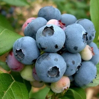 Голубика КОЛЛИНЗ в Воронеже