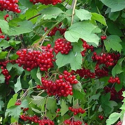 Калина КОМПАКТУМ  Калина КОМПАКТУМ в Воронеже