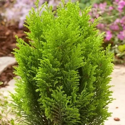 Кипарисовик ЭЛВУДИ ГОЛД лавсона  Кипарисовик ЭЛВУДИ ГОЛД лавсона в Воронеже