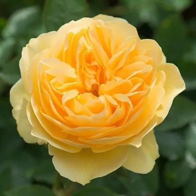 Саженцы роз ГРЕХАМ ТОМАС английская  Саженцы роз ГРЕХАМ ТОМАС английская в Воронеже