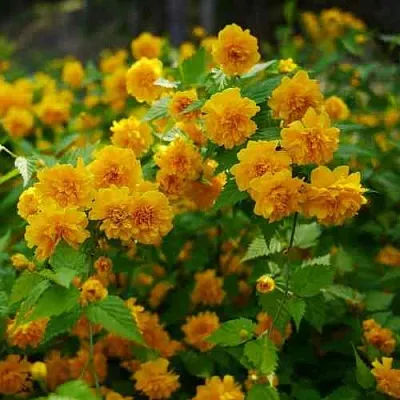 Керрия японская ПЛЕНИФЛОРА  Керрия японская ПЛЕНИФЛОРА в Воронеже