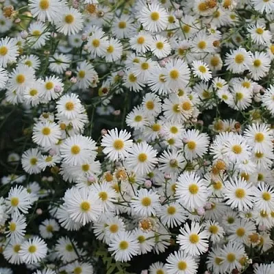 Болтония СНОУБЭНК  Болтония СНОУБЭНК в Воронеже