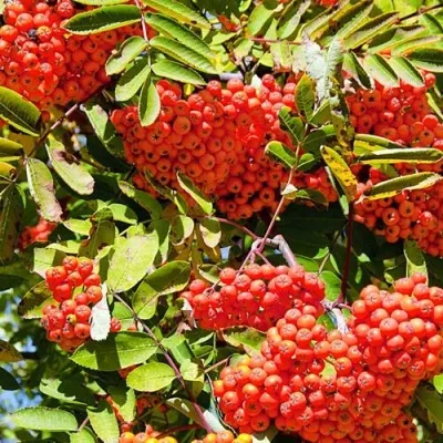 Рябина СОРБИНКА сладкоплодная в Воронеже