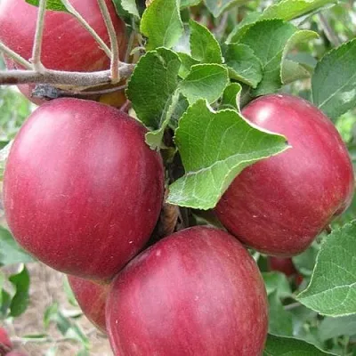 Яблоня МОСКОВСКОЕ ОЖЕРЕЛЬЕ колонновидная  Яблони Московское Ожерелье колонновидная в Воронеже