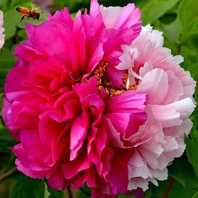 Пион ДВЕ СЕСТРЫ древовидный  Пион ДВЕ СЕСТРЫ древовидный в Воронеже