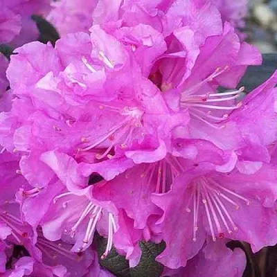 Рододендрон П.Ж.М. ЭЛИТ  Рододендрон П.Ж.М. ЭЛИТ в Воронеже