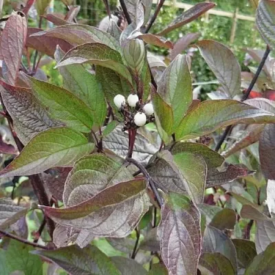 Дерен КЕССЕЛЬРИНГИ  Дерен КЕССЕЛЬРИНГИ в Воронеже