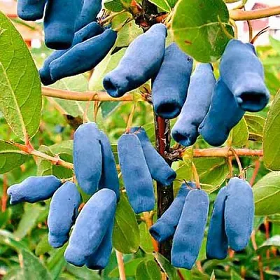 Жимолость съедобная НИМФА (ГАММА) в Воронеже