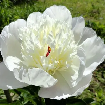 Пион ИММАКУЛИ травянистый  Пион ИММАКУЛИ травянистый в Воронеже