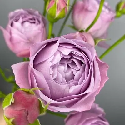 Саженцы роз ЛАВЕНДЕР БАБЛС спрей  Саженцы роз ЛАВЕНДЕР БАБЛС спрей в Воронеже