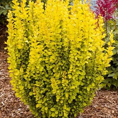 Барбарис ГОЛДЕН ТОРЧ тунберга  Барбарис ГОЛДЕН ТОРЧ тунберга в Воронеже