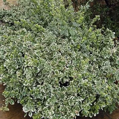 Бересклет ЭМЕРАЛЬД ГАИТИ форчуна  Бересклет ЭМЕРАЛЬД ГАИТИ форчуна в Воронеже