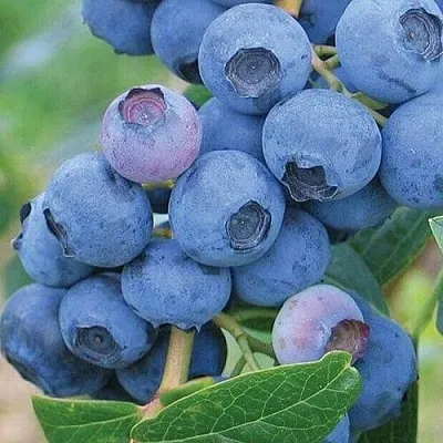 Голубика ЭРЛИБЛЮ в Воронеже