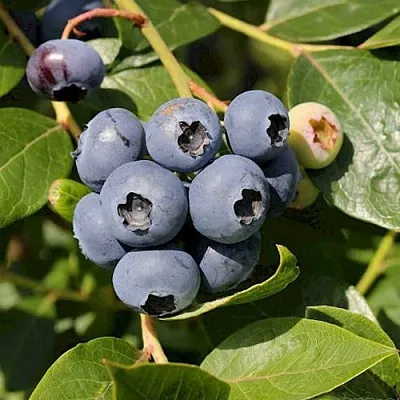 Голубика ШАНТЕКЛЕР в Воронеже