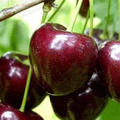 Черешня РОССОШАНСКАЯ КРУПНАЯ  Черешня РОССОШАНСКАЯ КРУПНАЯ в Воронеже