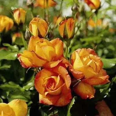 Саженцы роз САХАРА плетистая  Саженцы роз САХАРА плетистая в Воронеже