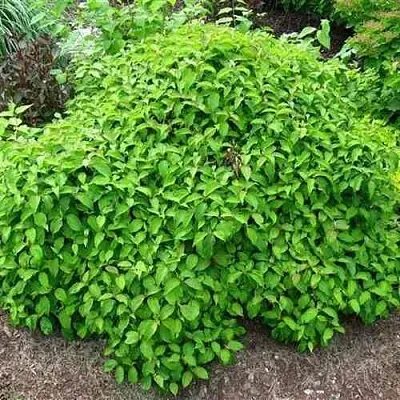 Дерен КЕЛСЕИ шелковистый   Дерен КЕЛСЕИ шелковистый  в Воронеже