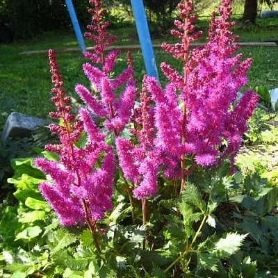 Астильба ЭЛИЗАБЕТ ВАН ВИН японская  Астильба ЭЛИЗАБЕТ ВАН ВИН японская в Воронеже