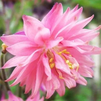 Аквилегия БАРЛОУ ПИНК гибрид МакКаны — описание сорта Аквилегия БАРЛОУ ПИНК гибрид МакКаны в Воронеже