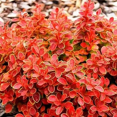 Барбарис КОРАЛ тунберга  Барбарис КОРАЛ тунберга в Воронеже