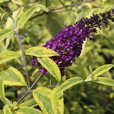 Буддлея давида САНТАНА   Буддлея давида САНТАНА  в Воронеже