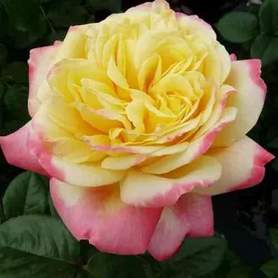 Саженцы роз КОРДЕС ДЖУБИЛИ чайно-гибридная  Саженцы роз КОРДЕС ДЖУБИЛИ чайно-гибридная в Воронеже